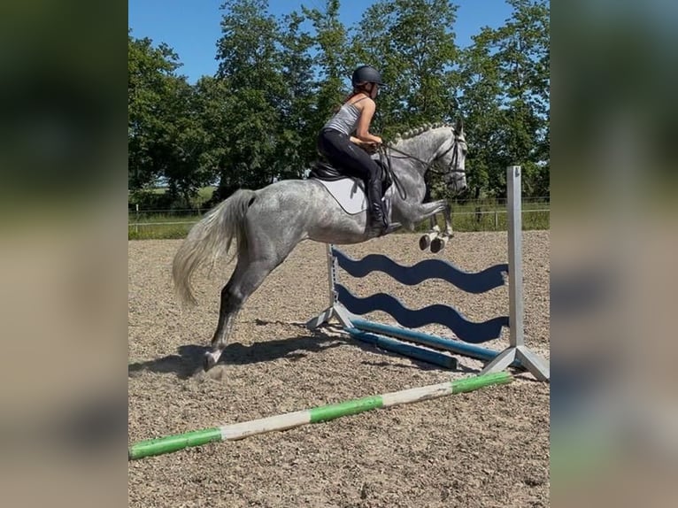 Oldenburger Springpaard Ruin 5 Jaar 160 cm  in Papenhagen