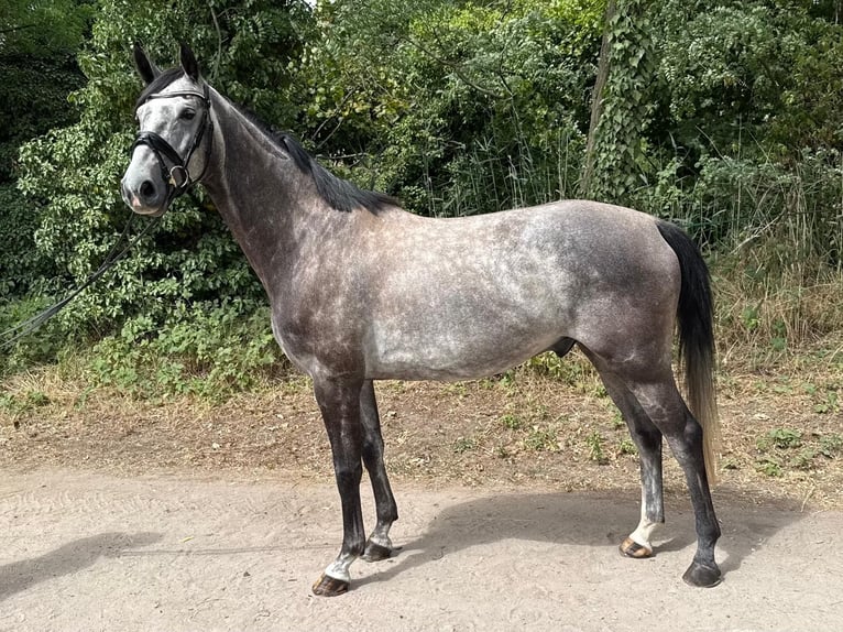 Oldenburger Springpaard Ruin 5 Jaar 160 cm Schimmel in Ludwigshafen am Rhein