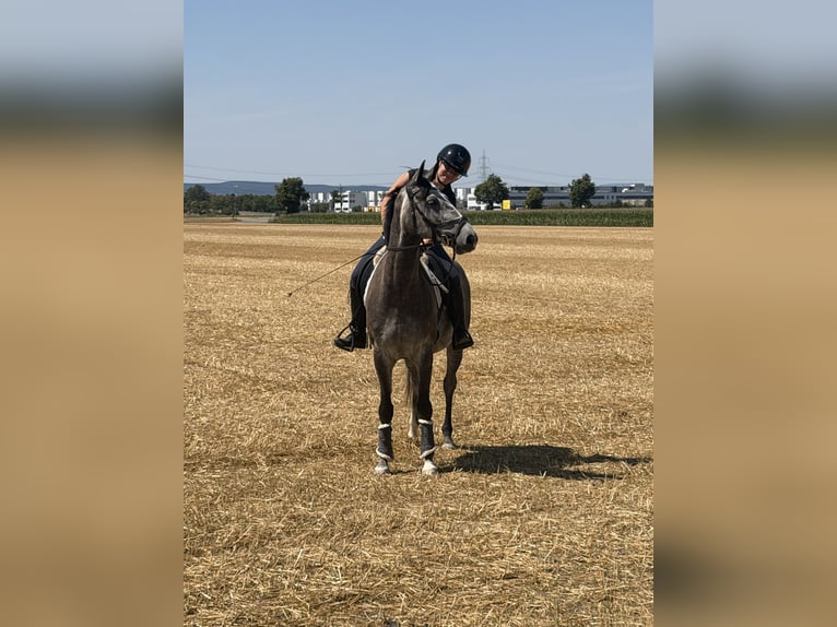 Oldenburger Springpaard Ruin 5 Jaar 160 cm Schimmel in Ludwigshafen am Rhein