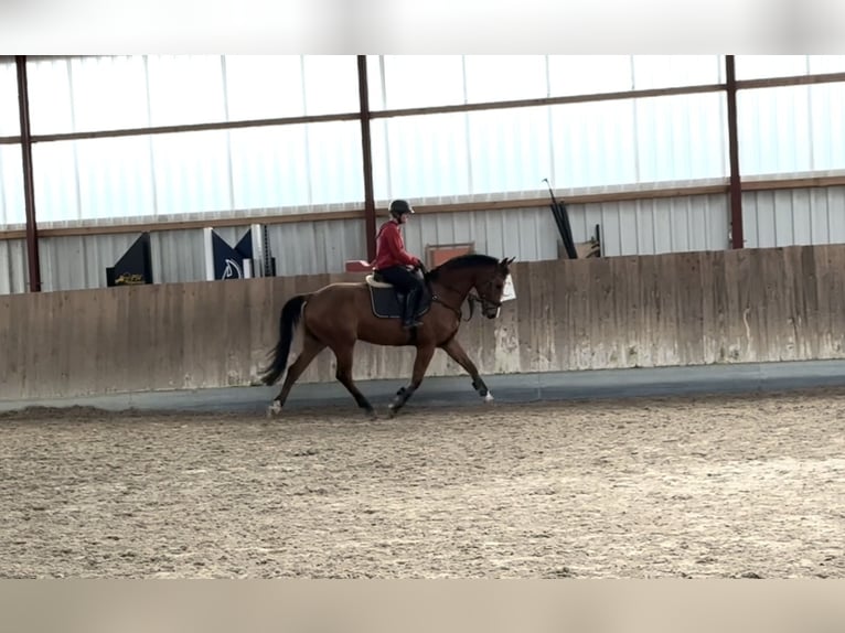 Oldenburger Springpaard Ruin 5 Jaar 165 cm Bruin in BergBerg