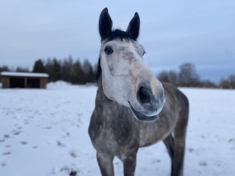 Oldenburger Springpaard Ruin 5 Jaar 165 cm Schimmel in S&#x142;upsk