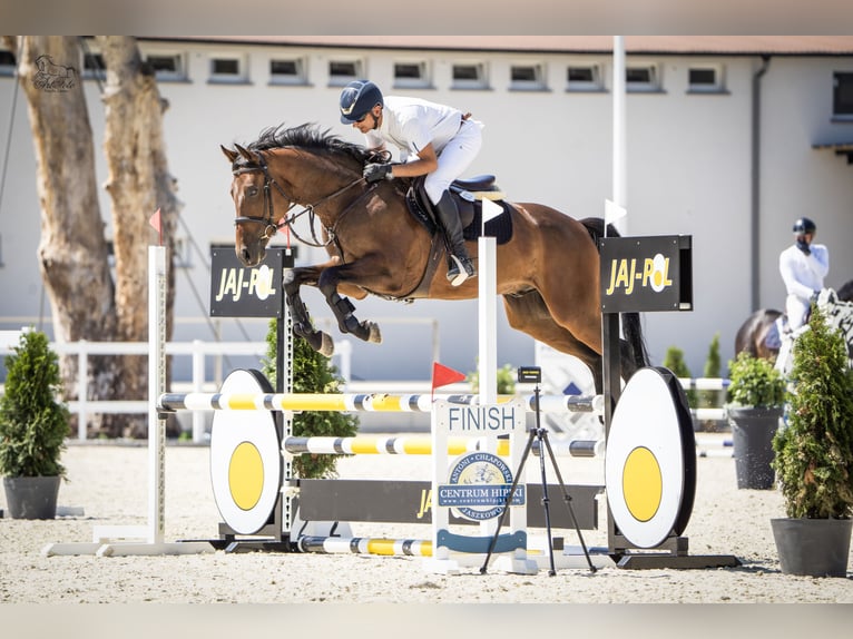 Oldenburger Springpaard Ruin 5 Jaar 166 cm Bruin in Buk