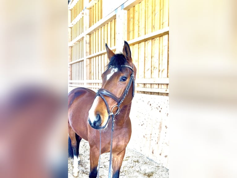 Oldenburger Springpaard Ruin 5 Jaar 166 cm Bruin in Meinerzhagen