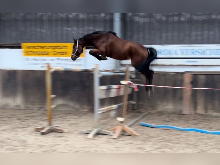 Oldenburger Springpaard Ruin 5 Jaar 166 cm Bruin in Lübtheen