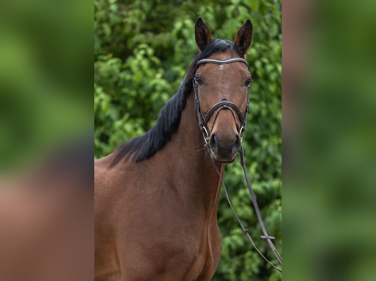 Oldenburger Springpaard Ruin 5 Jaar 166 cm Bruin in Modautal