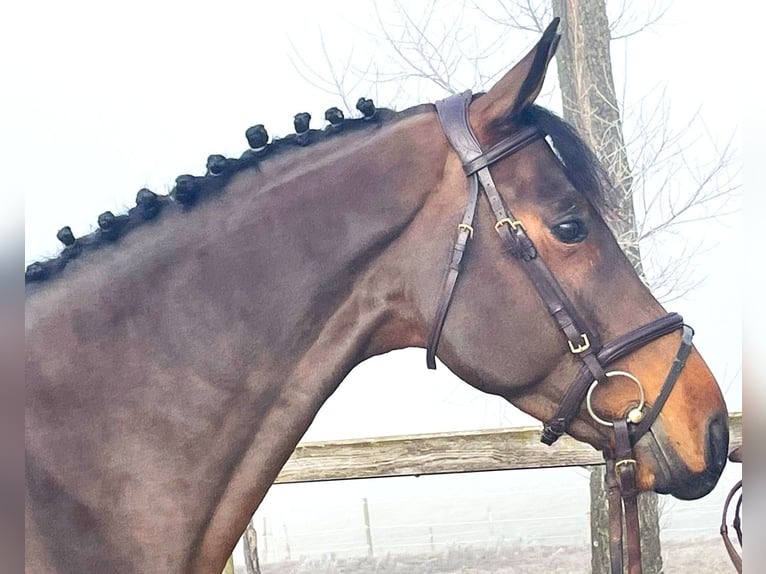 Oldenburger Springpaard Ruin 5 Jaar 166 cm Donkerbruin in Bad Dürrheim