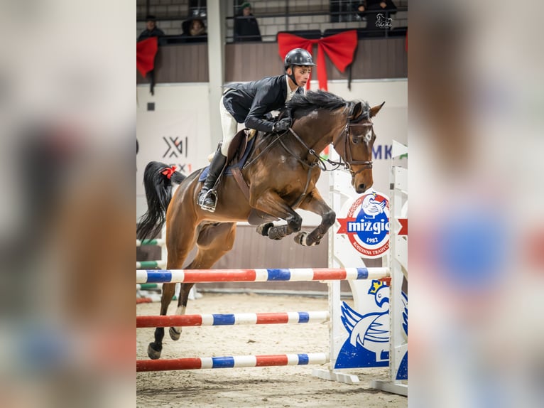 Oldenburger Springpaard Ruin 5 Jaar 167 cm Bruin in Chojnów