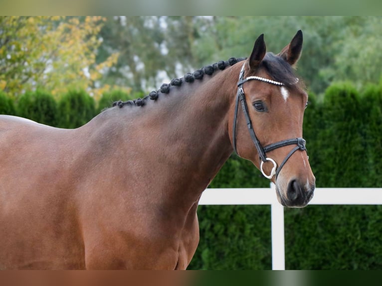 Oldenburger Springpaard Ruin 5 Jaar 167 cm Bruin in Schwäbisch Hall