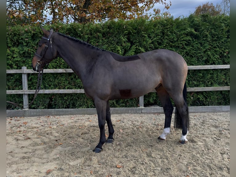 Oldenburger Springpaard Ruin 5 Jaar 167 cm Bruin in Lindern (Oldenburg)