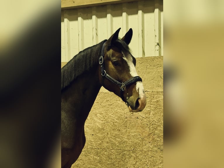 Oldenburger Springpaard Ruin 5 Jaar 168 cm Bruin in Löningen