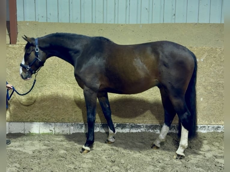 Oldenburger Springpaard Ruin 5 Jaar 168 cm Bruin in Löningen