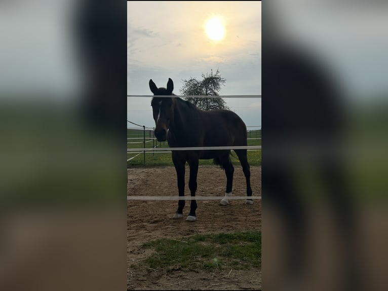 Oldenburger Springpaard Ruin 5 Jaar 168 cm Donkerbruin in Dettelbach