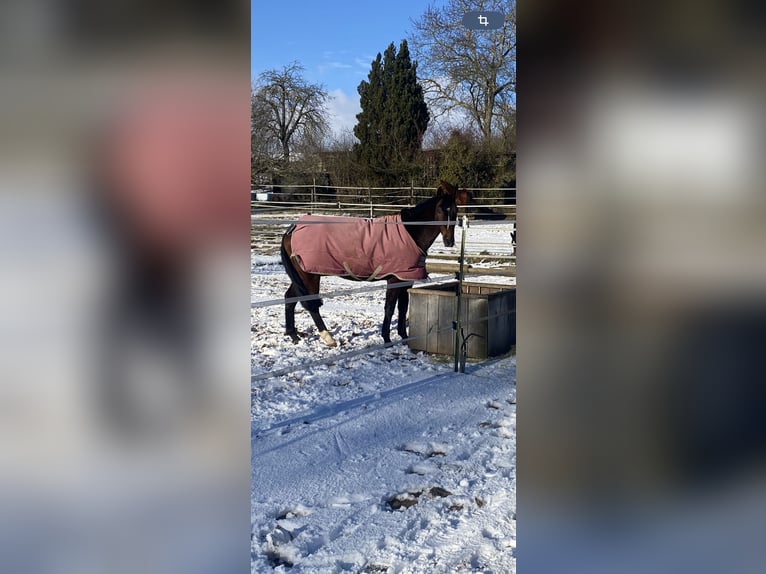 Oldenburger Springpaard Ruin 5 Jaar 168 cm Donkerbruin in Dettelbach