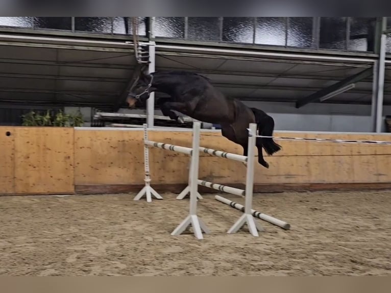 Oldenburger Springpaard Ruin 5 Jaar 168 cm Donkerbruin in Dettelbach