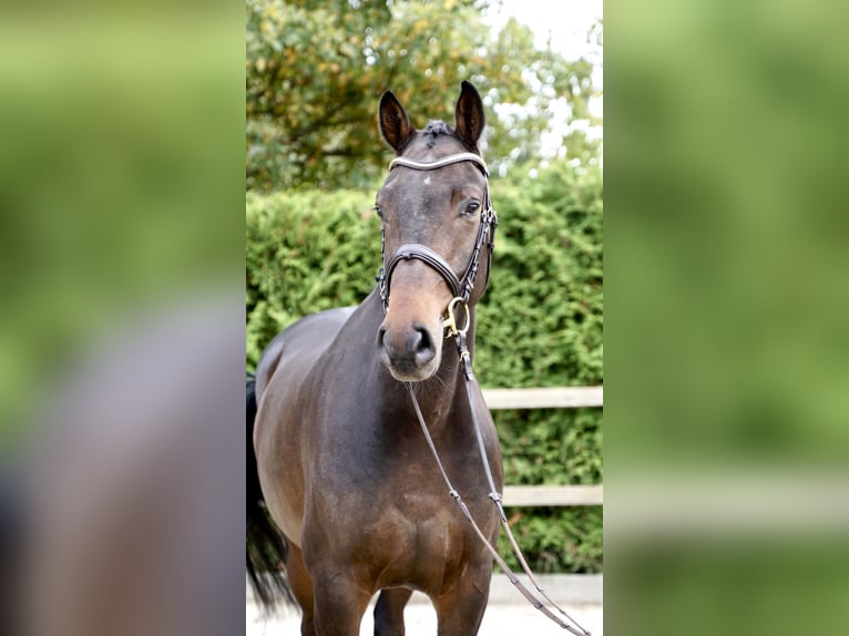 Oldenburger Springpaard Ruin 5 Jaar 168 cm Donkerbruin in Lohne (Oldenburg)