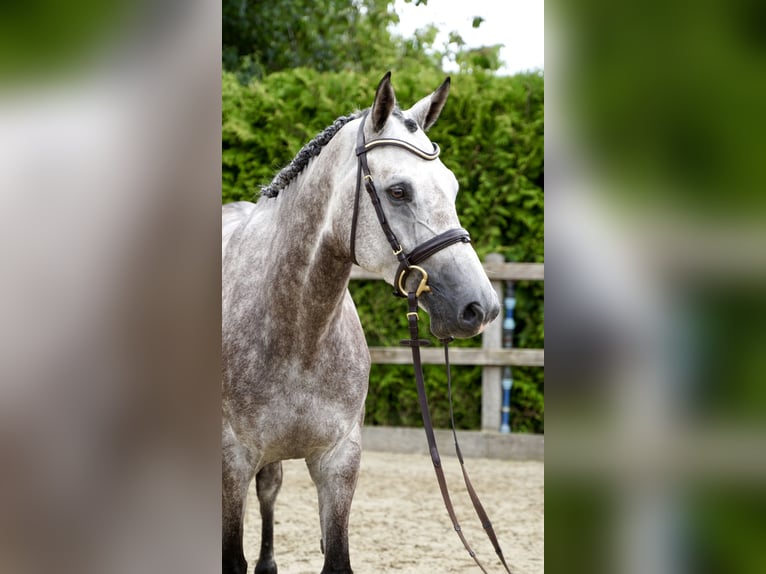 Oldenburger Springpaard Ruin 5 Jaar 168 cm Schimmel in Lohne