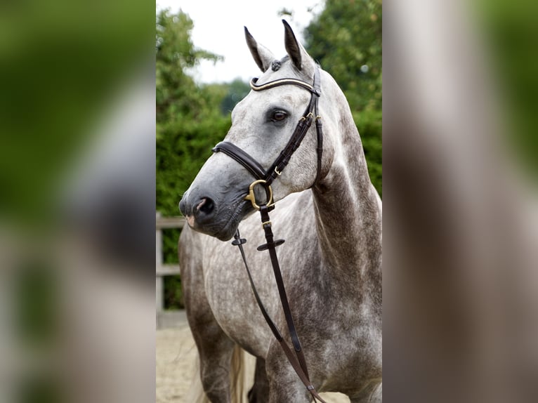 Oldenburger Springpaard Ruin 5 Jaar 168 cm Schimmel in Lohne