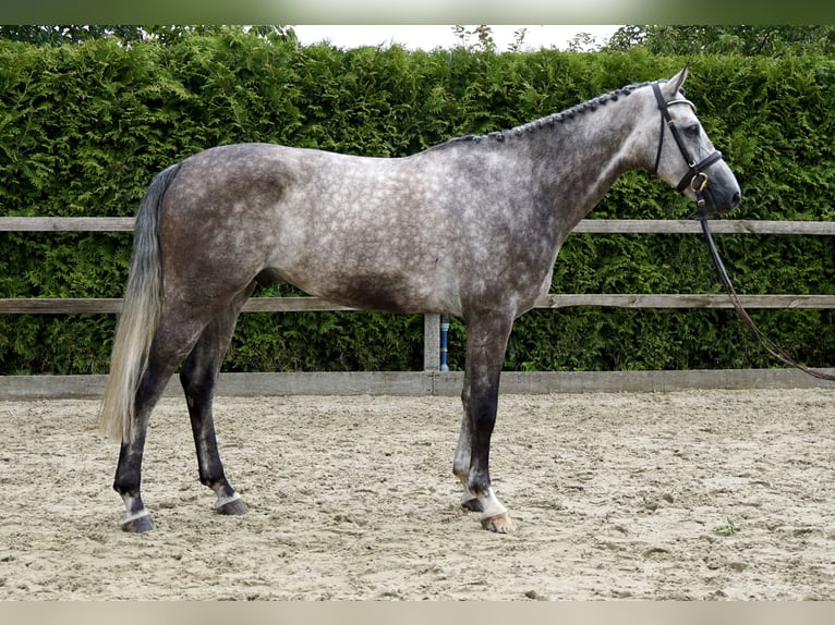 Oldenburger Springpaard Ruin 5 Jaar 168 cm Schimmel in Lohne