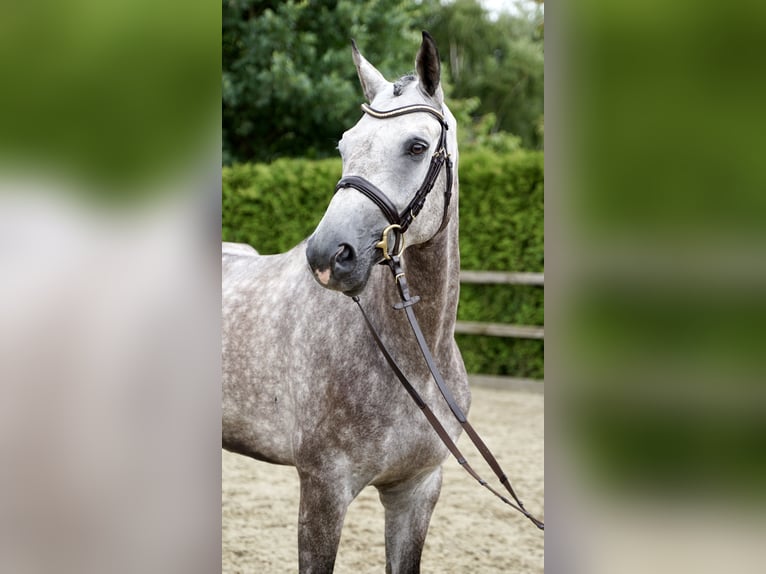Oldenburger Springpaard Ruin 5 Jaar 168 cm Schimmel in Lohne