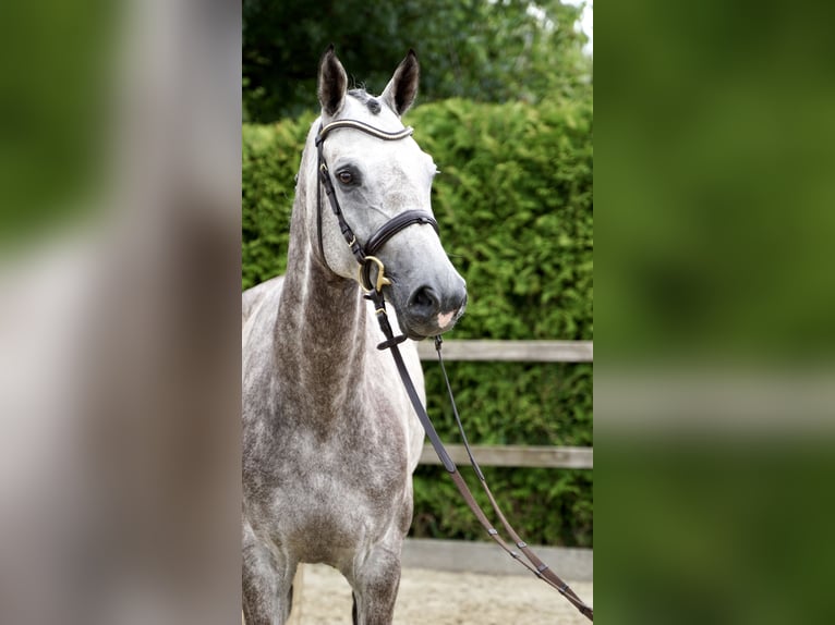 Oldenburger Springpaard Ruin 5 Jaar 168 cm Schimmel in Lohne
