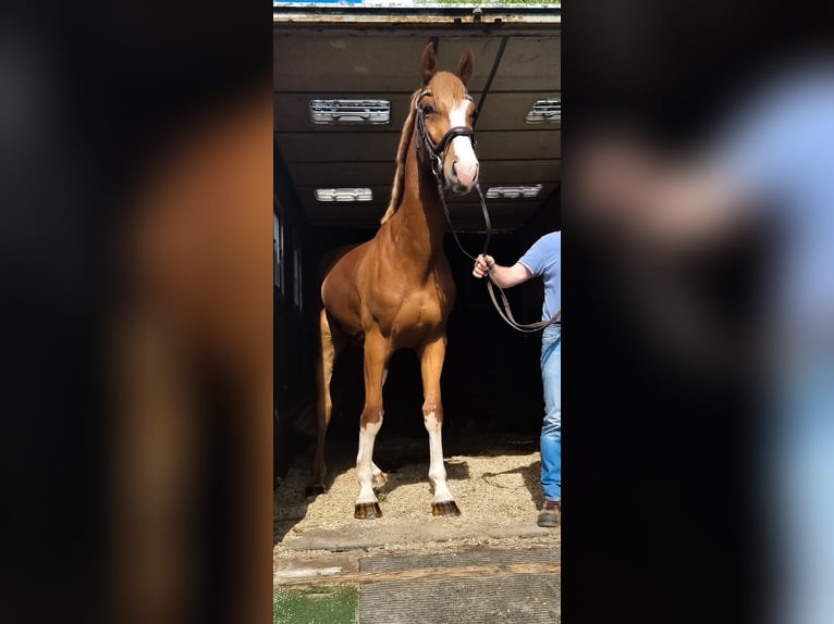 Oldenburger Springpaard Ruin 5 Jaar 168 cm Vos in L&#xFC;btheen