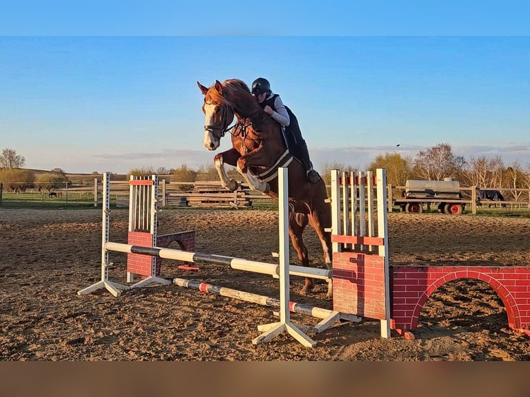 Oldenburger Springpaard Ruin 5 Jaar 168 cm Vos in L&#xFC;btheen