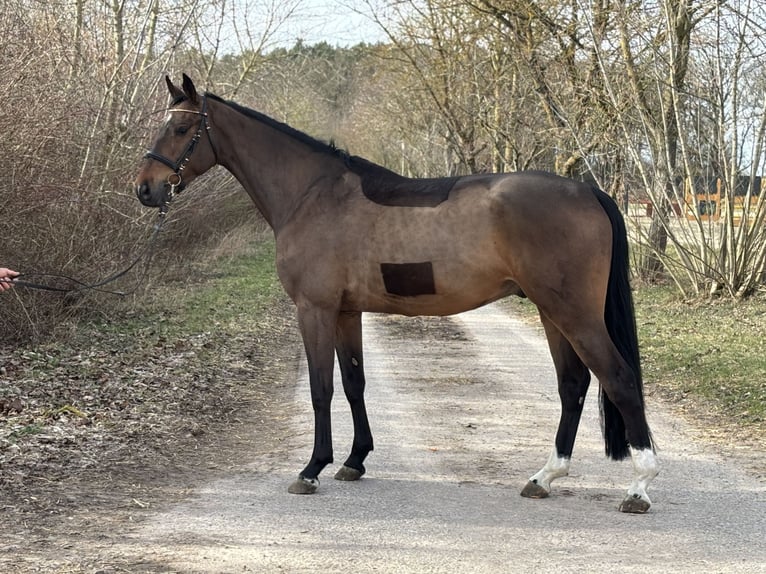 Oldenburger Springpaard Ruin 5 Jaar 169 cm Bruin in Garlitz