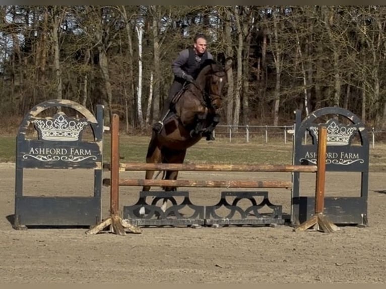 Oldenburger Springpaard Ruin 5 Jaar 169 cm Bruin in Garlitz