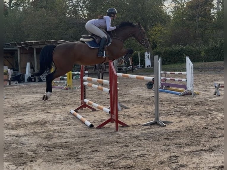 Oldenburger Springpaard Ruin 5 Jaar 169 cm Bruin in Frankfurt am Main