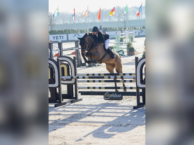 Oldenburger Springpaard Ruin 5 Jaar 169 cm Bruin in Hünstetten