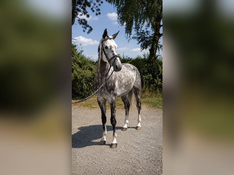 Oldenburger Springpaard Ruin 5 Jaar 170 cm Appelschimmel in Pelmberg