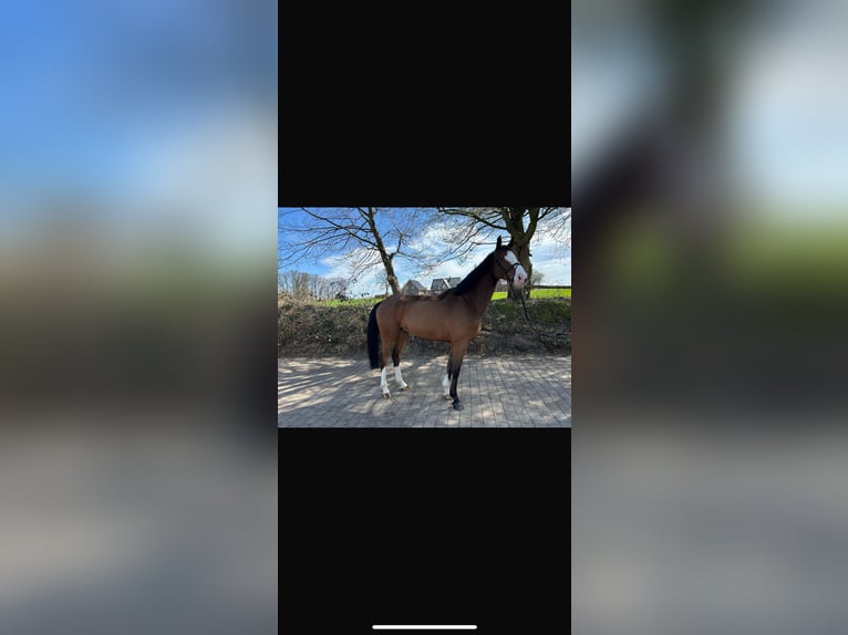 Oldenburger Springpaard Ruin 5 Jaar 170 cm Bruin in Alfhausen