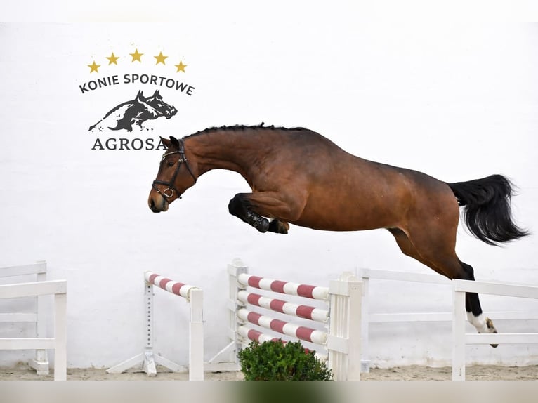 Oldenburger Springpaard Ruin 5 Jaar 170 cm Bruin in ROGOWNICA