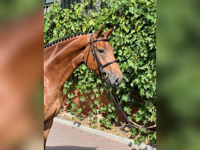 Oldenburger Springpaard Ruin 5 Jaar 170 cm Bruin in Lastrupp