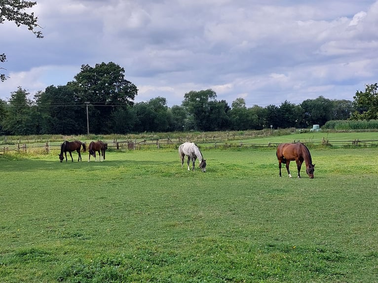 Oldenburger Springpaard Ruin 5 Jaar 170 cm Schimmel in Wabern- Hebel