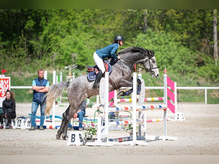 Oldenburger Springpaard Ruin 5 Jaar 170 cm Schimmel in Obrok