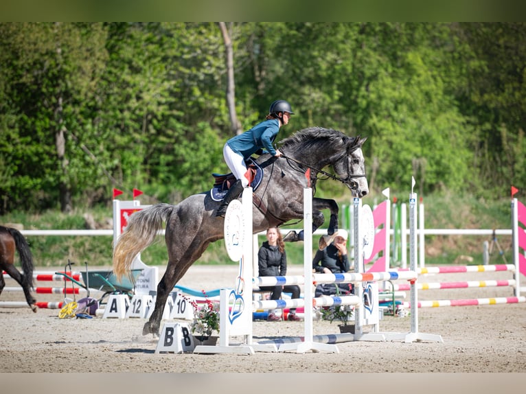 Oldenburger Springpaard Ruin 5 Jaar 170 cm Schimmel in Obrok