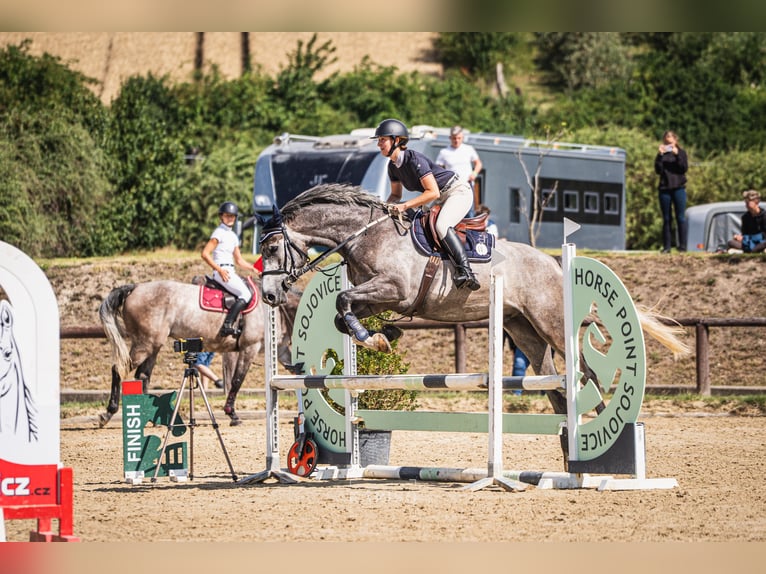 Oldenburger Springpaard Ruin 5 Jaar 170 cm Schimmel in Obrok