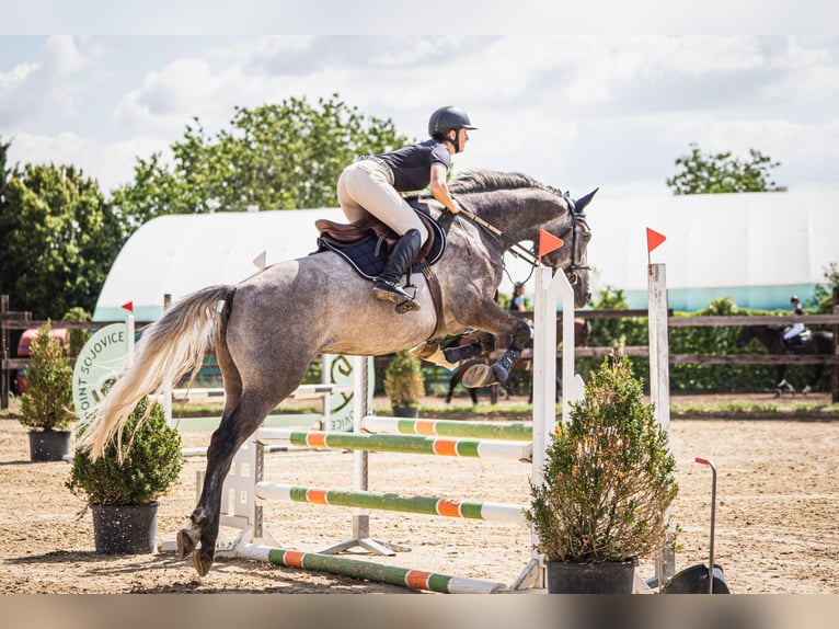 Oldenburger Springpaard Ruin 5 Jaar 170 cm Schimmel in Obrok