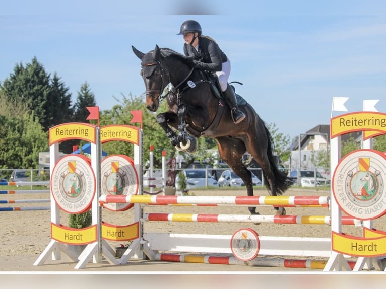 Oldenburger Springpaard Ruin 5 Jaar 170 cm Zwartbruin in Herxheim bei Landau/Pfalz