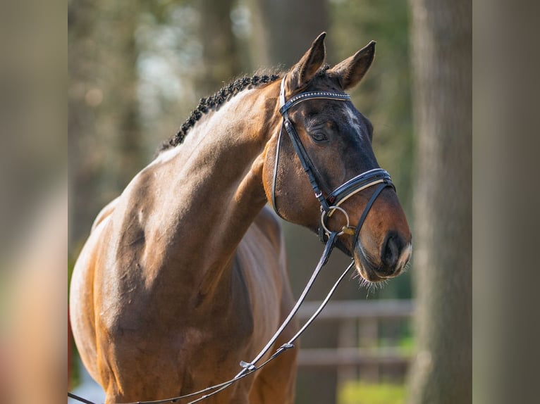 Oldenburger Springpaard Ruin 5 Jaar 171 cm Donkerbruin in Münster-Handorf