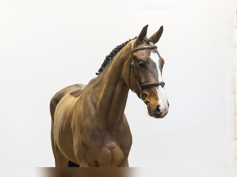 Oldenburger Springpaard Ruin 5 Jaar 172 cm Bruin in Waddinxveen