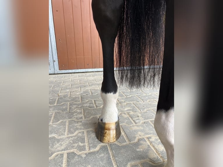 Oldenburger Springpaard Ruin 5 Jaar 172 cm Zwartbruin in Penig