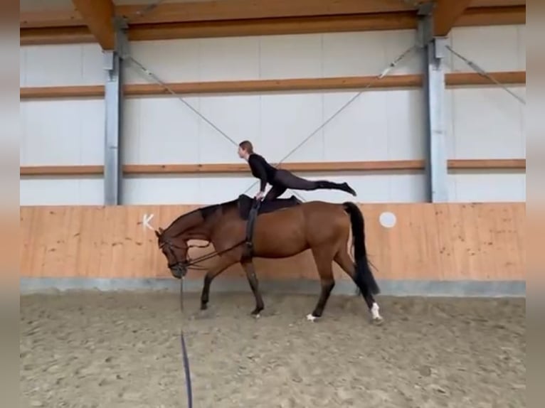 Oldenburger Springpaard Ruin 5 Jaar 173 cm Bruin in Stuhr