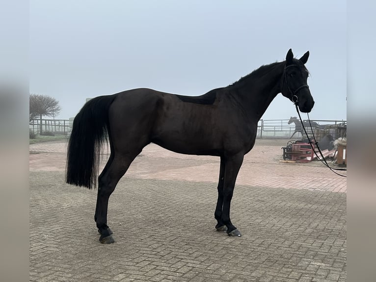 Oldenburger Springpaard Ruin 5 Jaar 174 cm Zwart in Ganderkesee