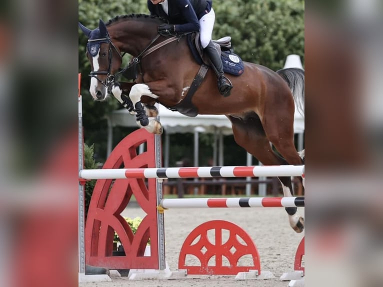 Oldenburger Springpaard Ruin 5 Jaar 174 cm Zwart in Ganderkesee