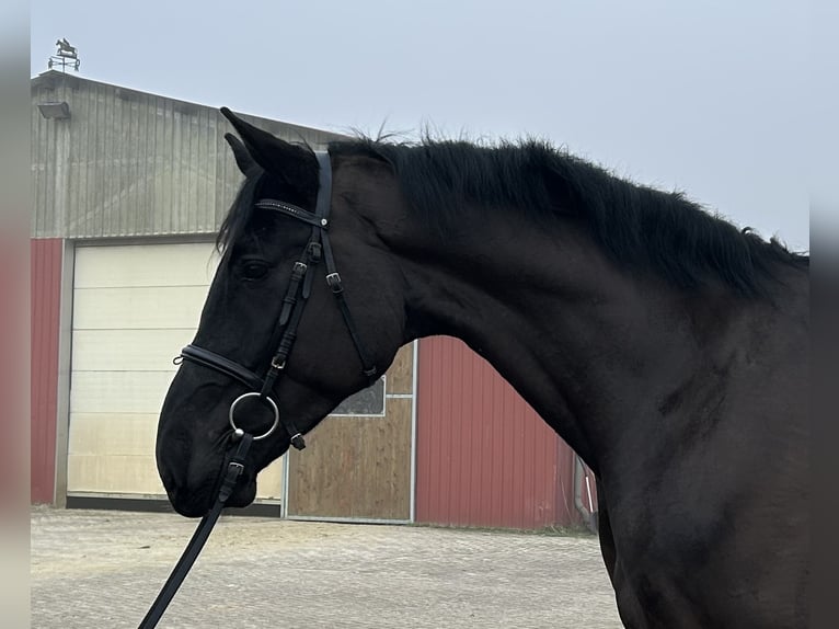 Oldenburger Springpaard Ruin 5 Jaar 174 cm Zwart in Ganderkesee