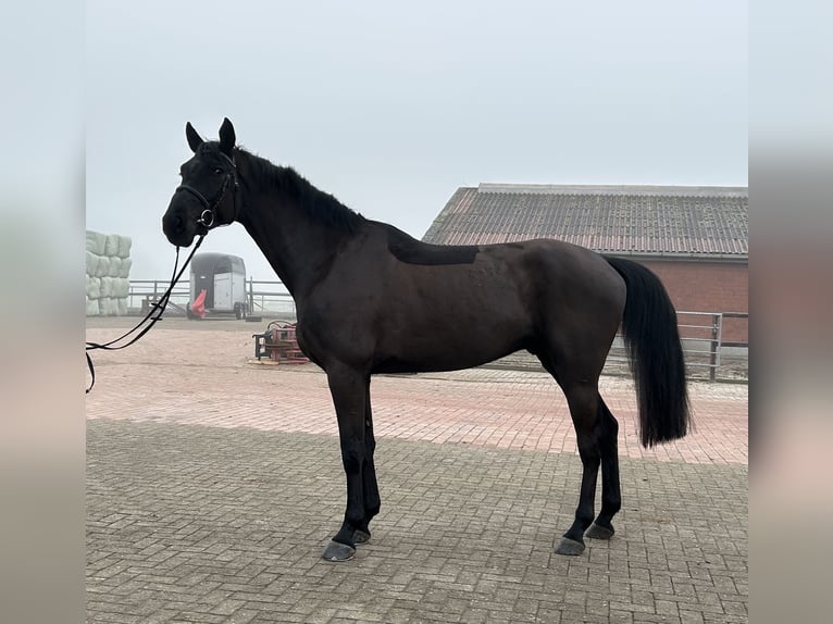 Oldenburger Springpaard Ruin 5 Jaar 174 cm Zwart in Ganderkesee