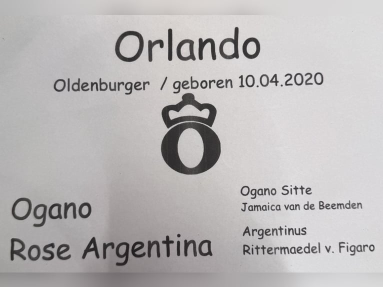 Oldenburger Springpaard Ruin 5 Jaar 175 cm Bruin in Oldenburg