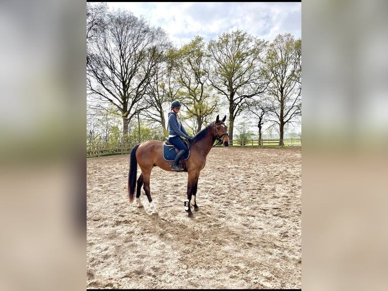 Oldenburger Springpaard Ruin 5 Jaar 175 cm Bruin in Oldenburg